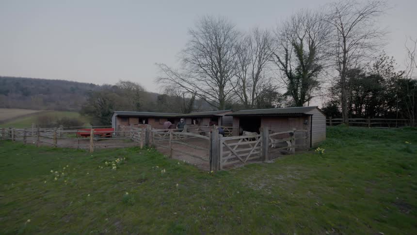 Couple tending cattle on a small corral in a farm on the countryside