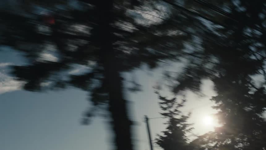 Sun shines through conifer trees on a slightly cloudy day