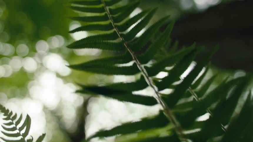 A fern leaf with green tree canopy above and sunlight shimmering through