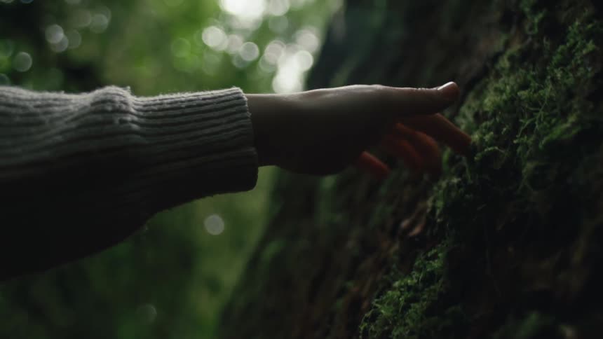 A person walks his fingers over the green moss on a rock wall in the forest