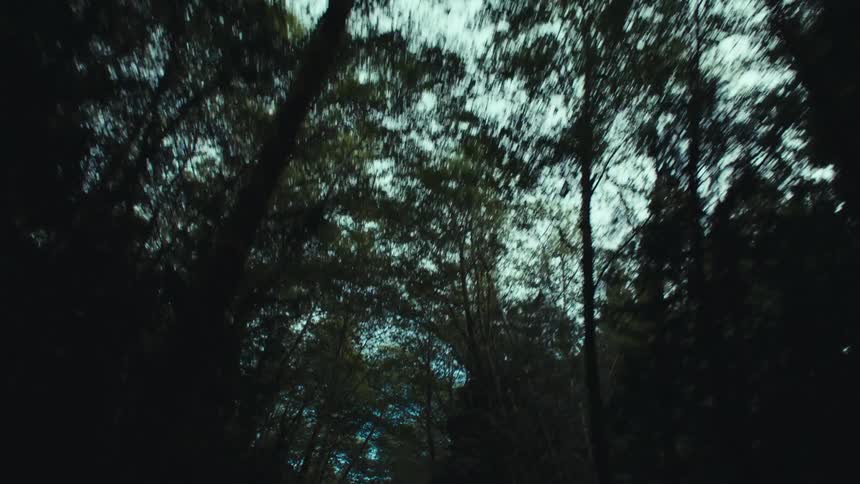Silhouette of trees against the sky filmed from a moving vehicle