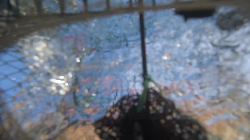 A fishing cage is pulled from the water