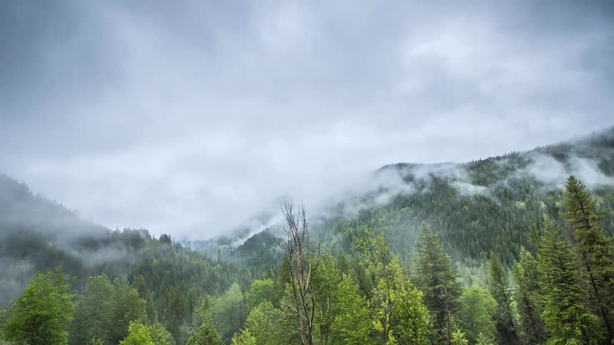 Fog rolling out of a forest