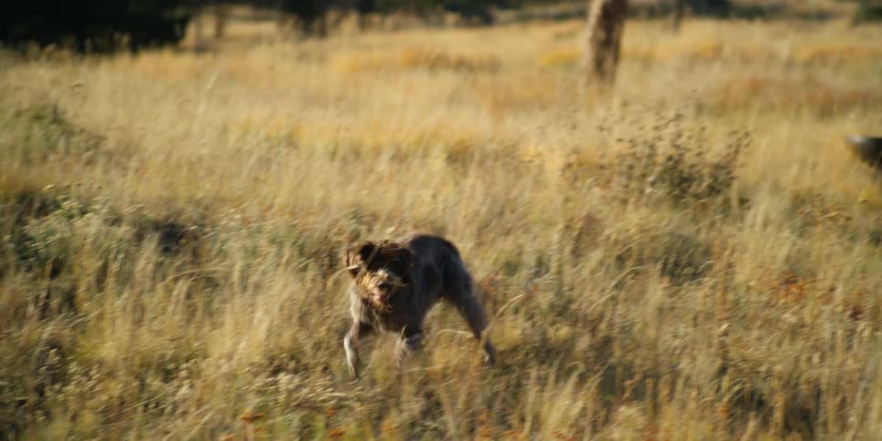 A dog runs in a field of tall brown grass and focuses on something that has it standing alert