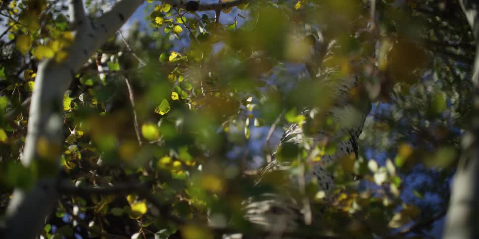 Leaves on a tree rustle in the wind