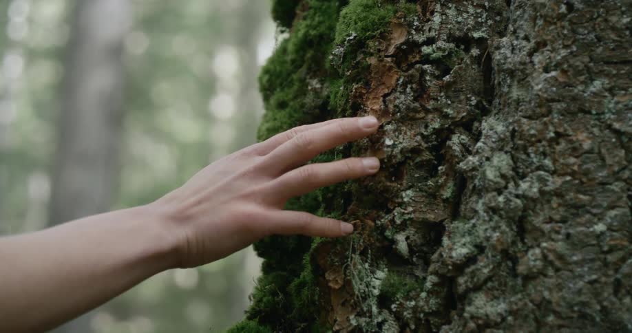 A person touches the bark of the tree