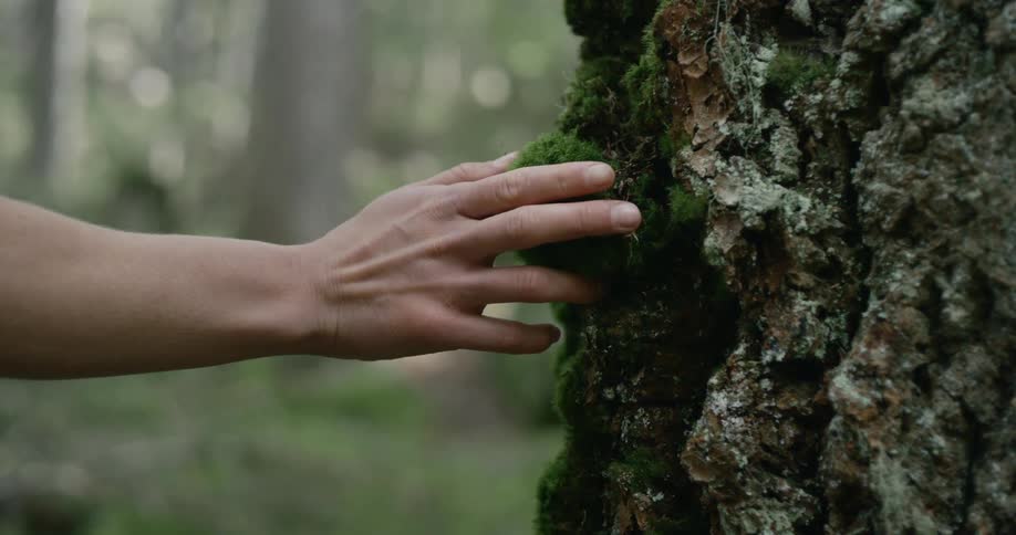 A person touches the side of the tree
