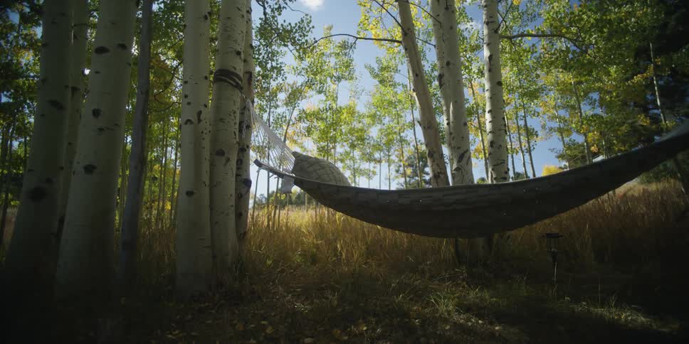 A hammock is hanging between trees in a forest