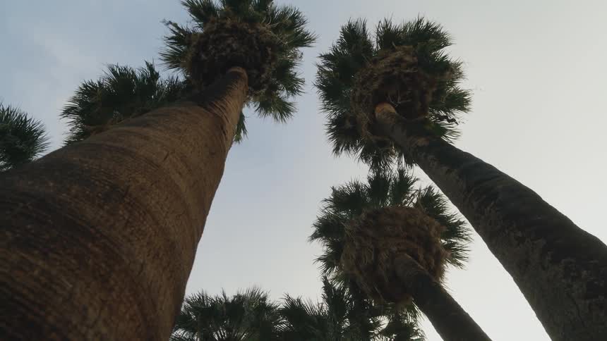 The tall palm trees line the sky