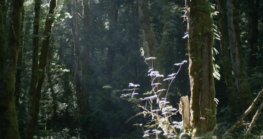 Sunlight shines into a dense forest