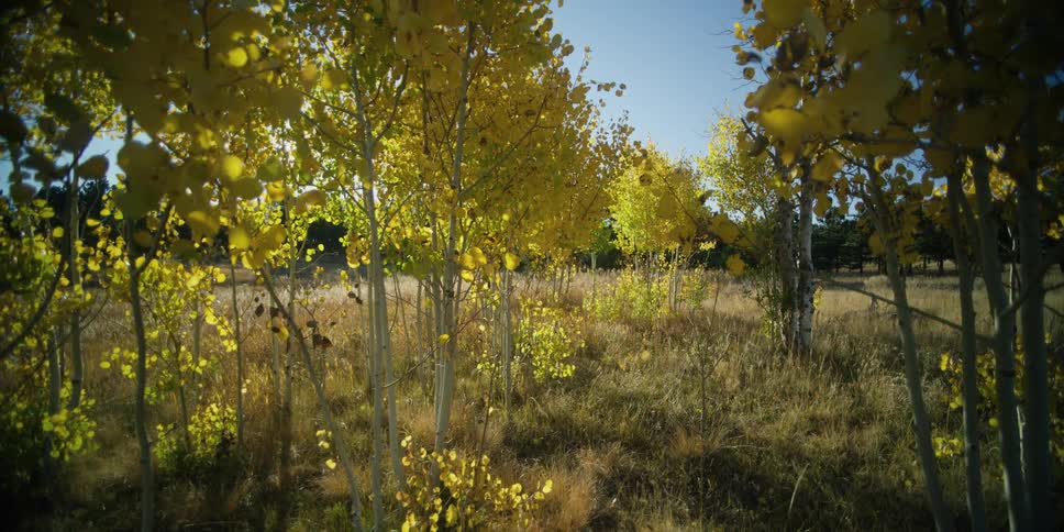 The sun shining through brightly colored leaves on a spring day