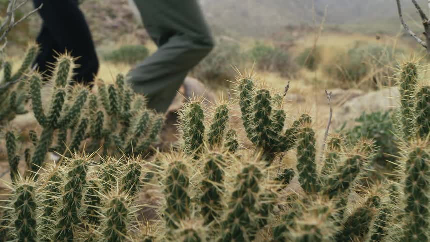 A man and a woman are running near cactus in the desert