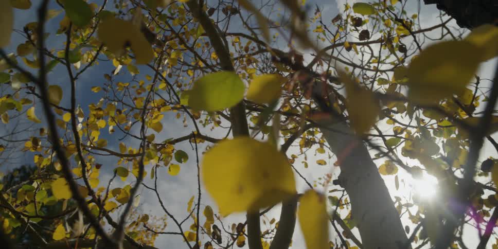 Sunlight shines through the branches and foliage of a tree