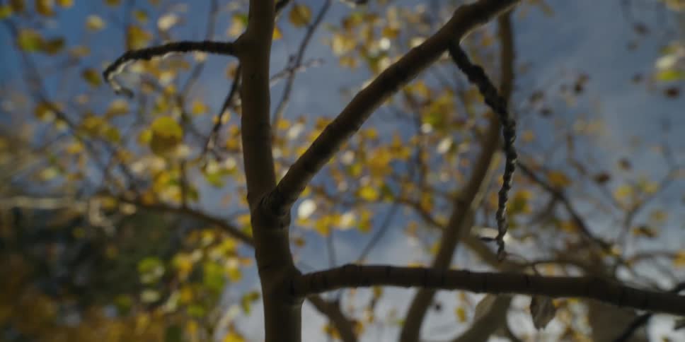 A thin branch on a tree under the daytime sky