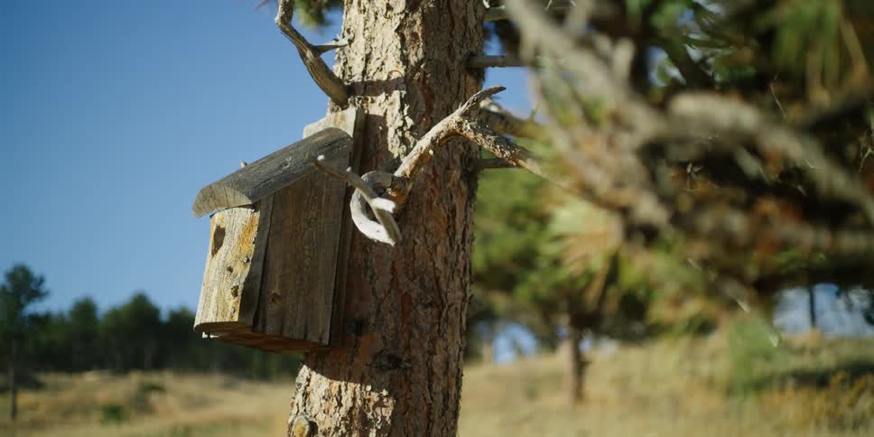 Rough wooden birdhouse sits on pine tree on grassy slope with forest in the background