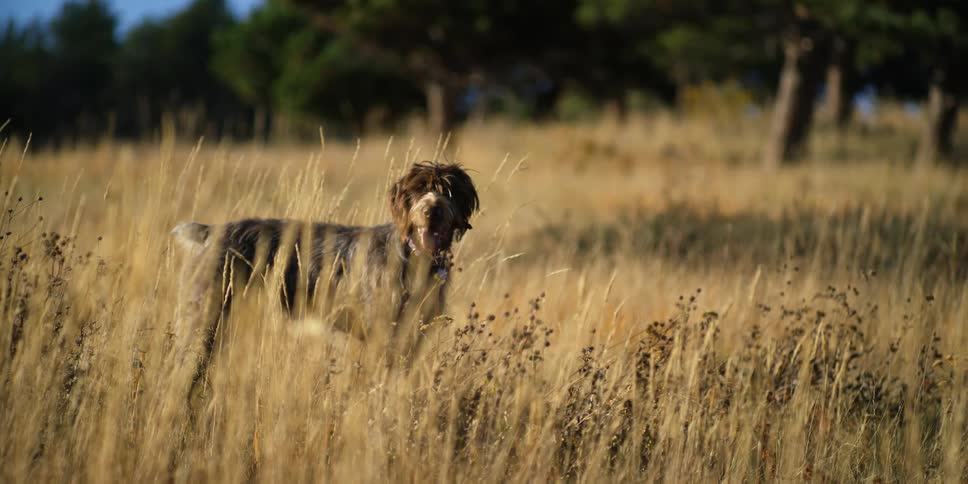 The dog is standing in the tall grass