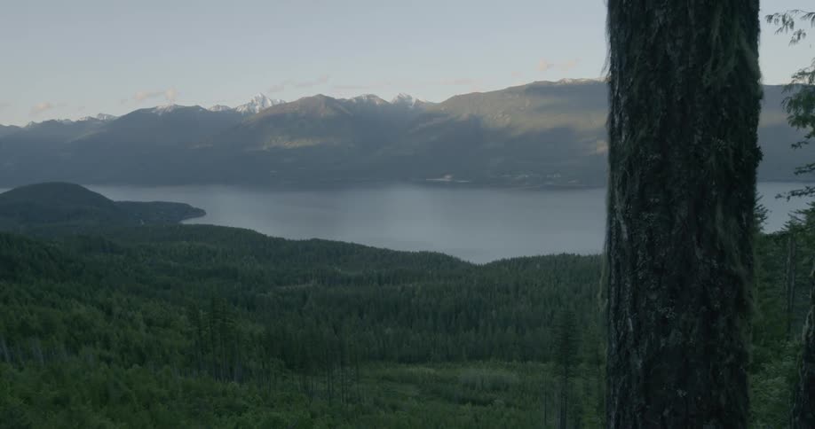 A large forest is near the lake