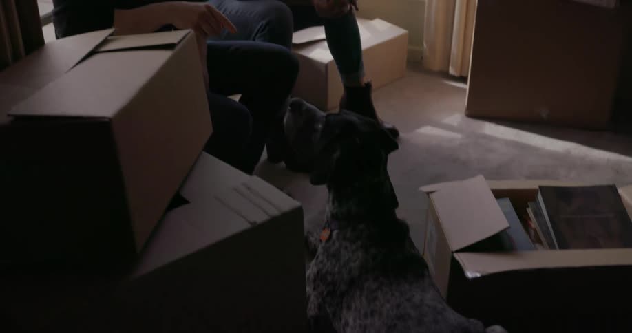 A man and woman play with their dog in an apartment