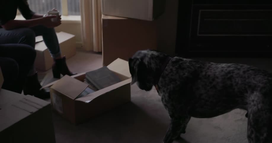 A man and woman play with their dog in an apartment