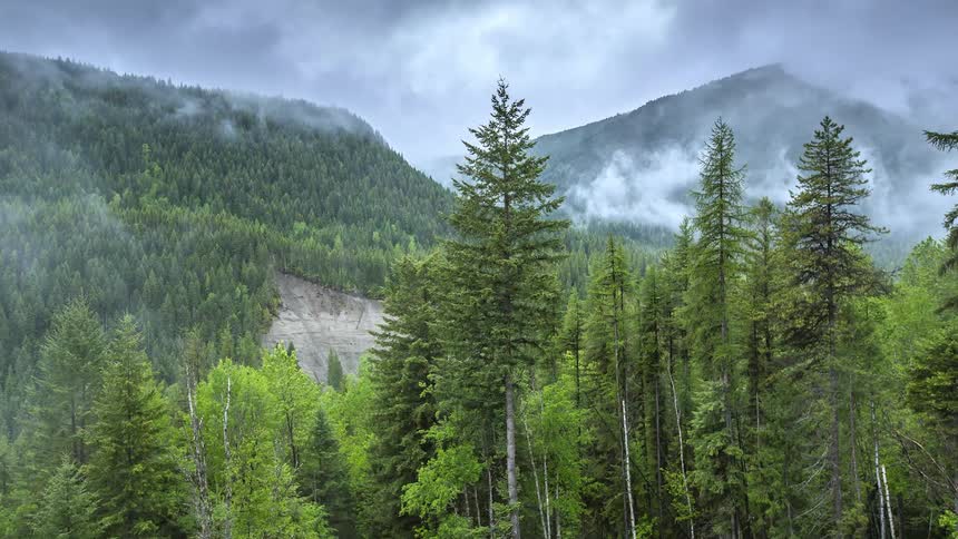 Fog rising from a forest during the day