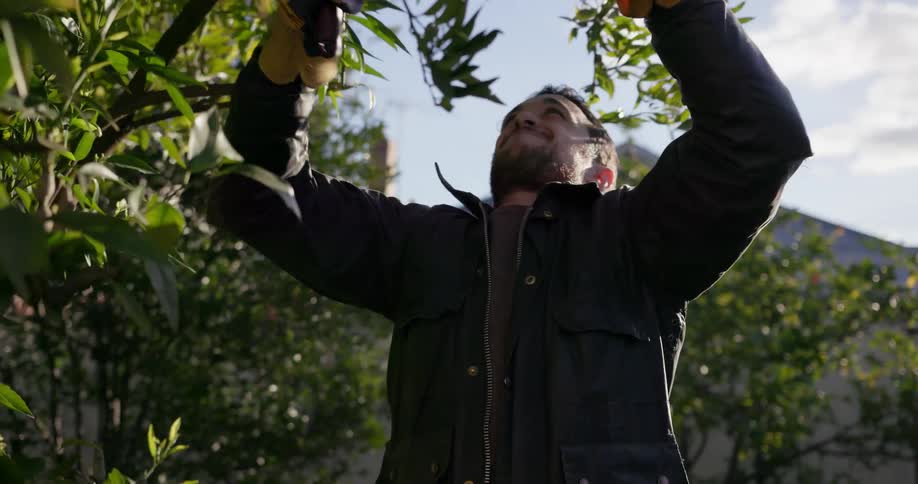 Man cuts a branch from a tree