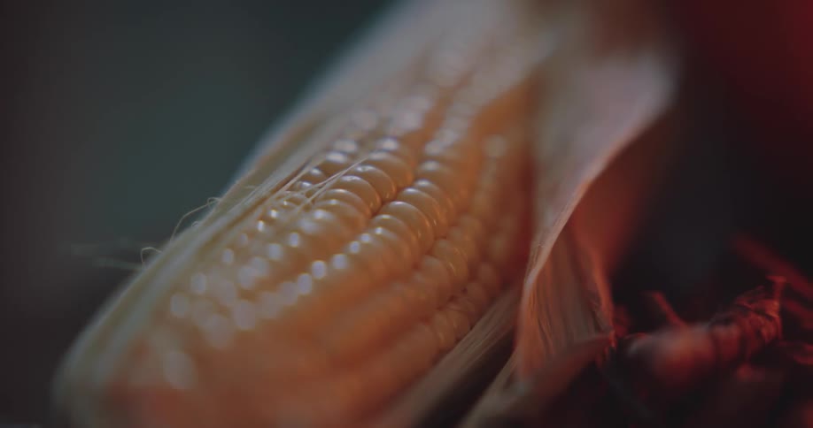 A close up view of corn