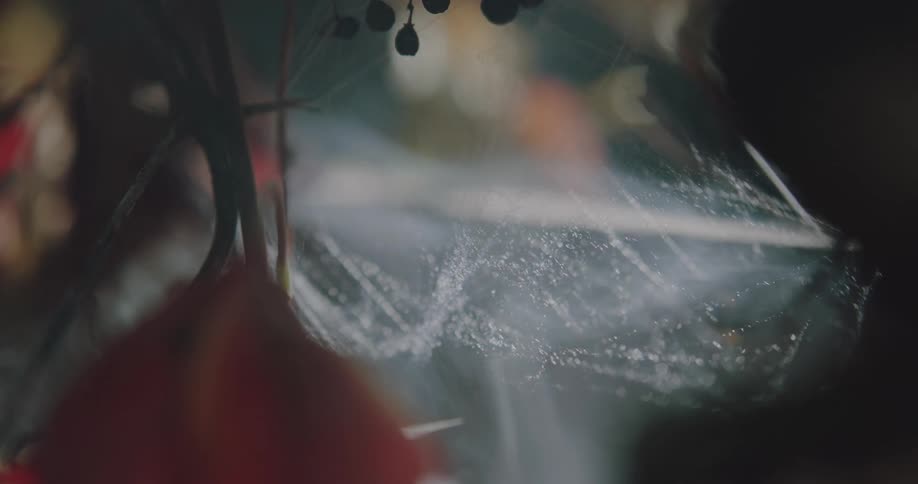 Close up of a halloween spiderweb decoration surrounded by smoke