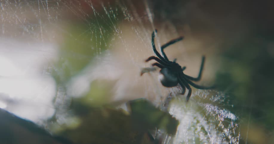 Black plastic halloween decoration spider hanging from a fake spiderweb
