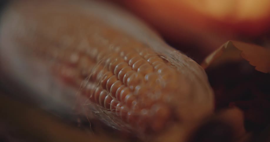 Close up view of corn on the cob outdoors during the night time