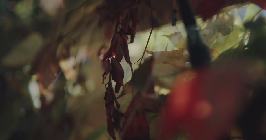 Shriveled leaves on a plant in a shady area
