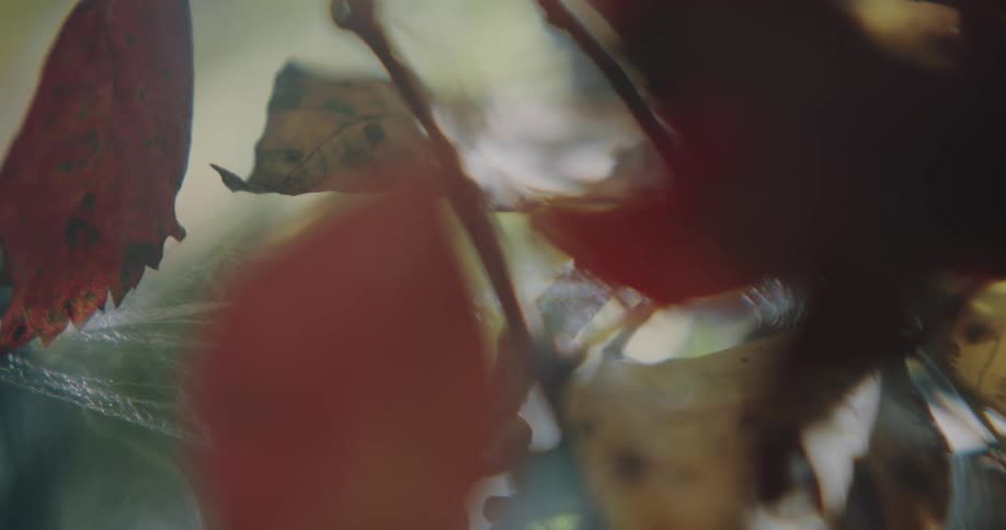 Smoke rises from under a pile of dried leaves