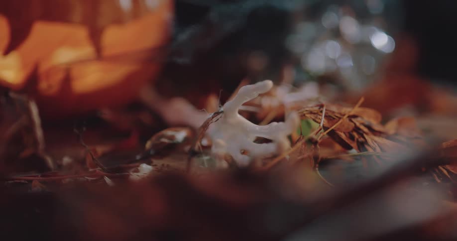 Skeletal hand decoration and jack o lantern sit on ground among fallen leaves