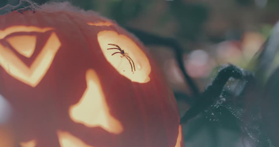 A spider is in the eye of a jack o lantern as candle light illuminates it from inside