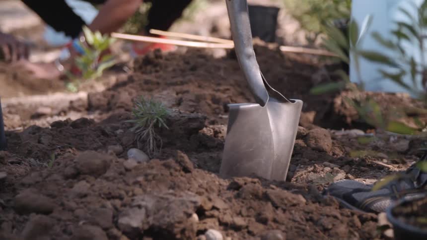A person is crouched planting trees while another is digging with a shovel