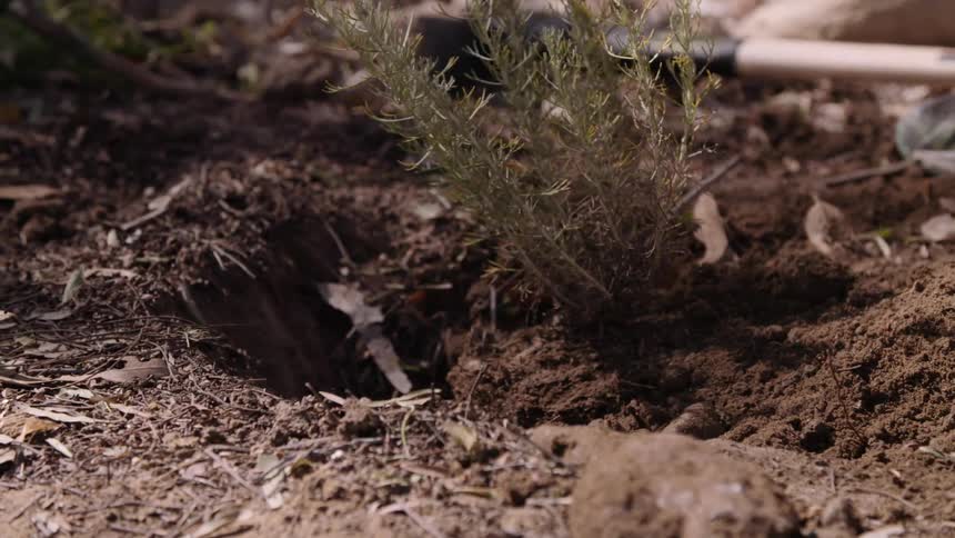 Dirt is being pushed to secure a plant