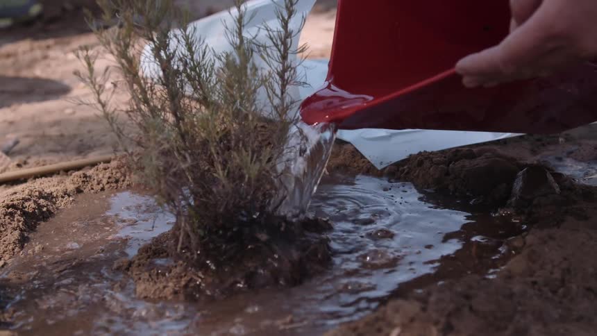 A person pours water on a plant from a red bucket