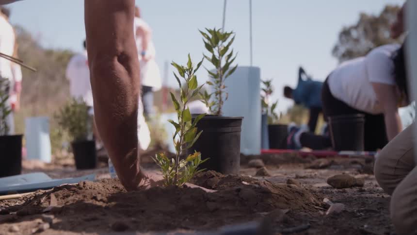 People working outside planting trees