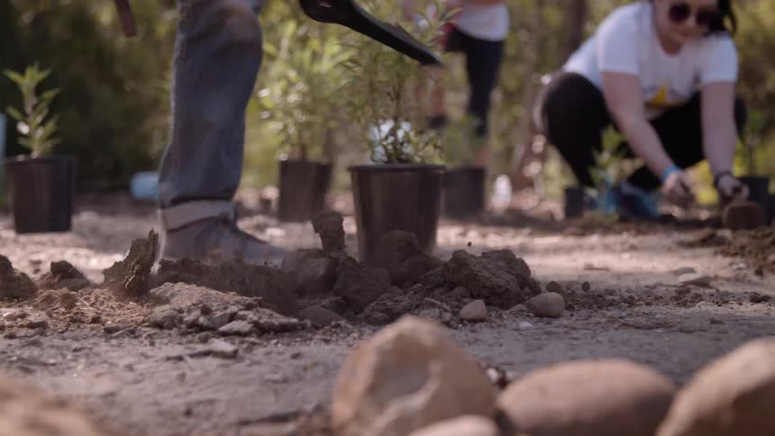 A group of people plant trees outside