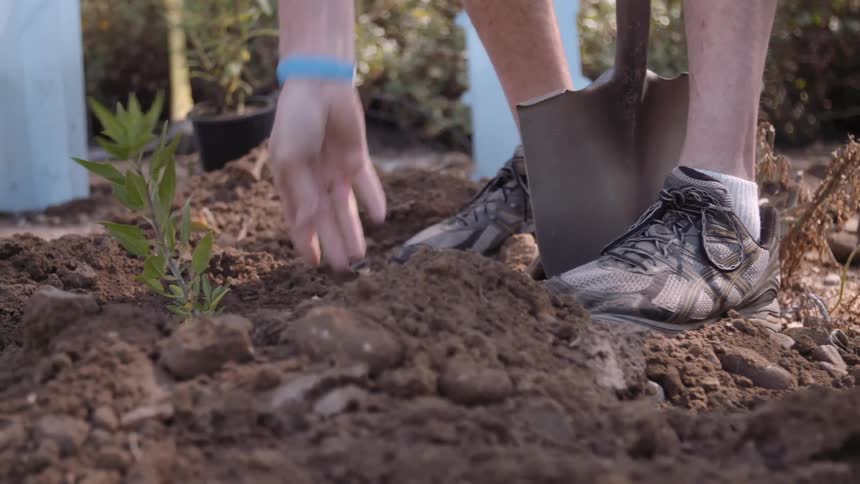 A person with a shovel puts a pot with a plant in the soil