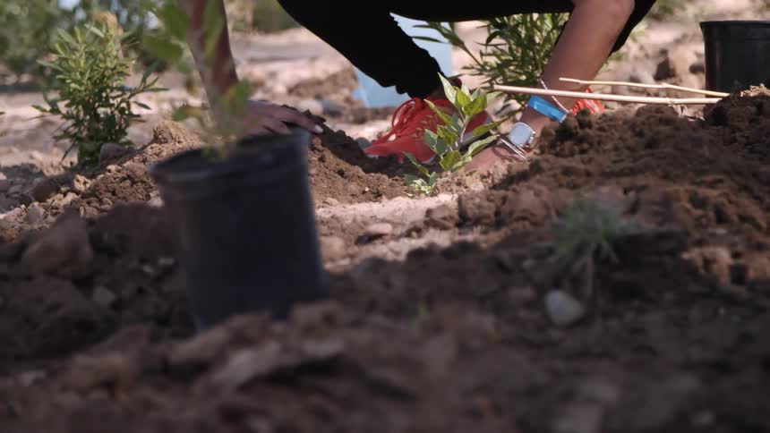 A person buries a small plant