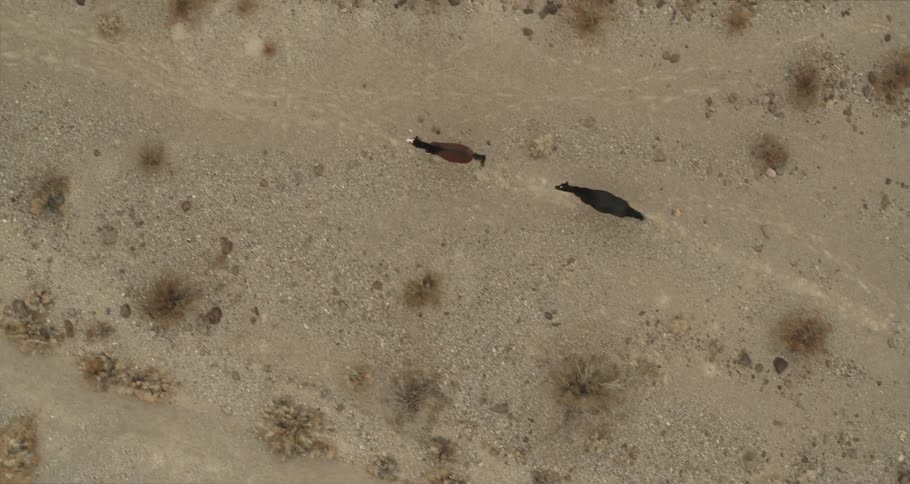 Two horses run in the desert