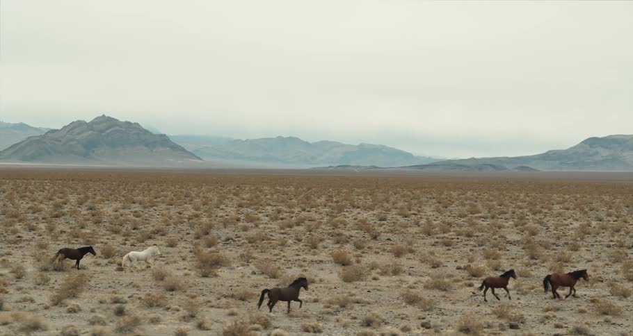 A herd of horses runs across an arid shrubland during the day