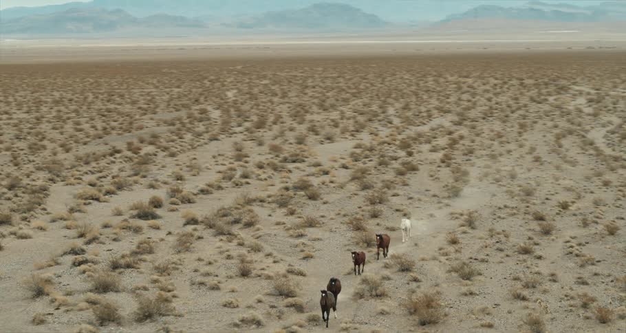 Aerial of wild horses running across a field in the desert