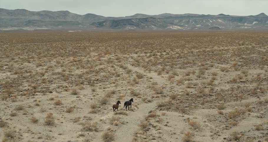 Horses are running outside in the wild