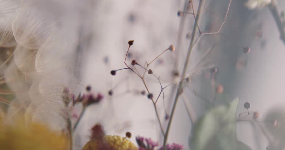 Close up of dandelion flowers seed blown by the wind