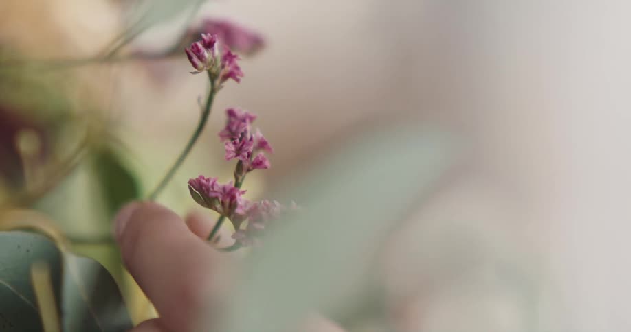 Fingers reach for and touch pink buds on a plant