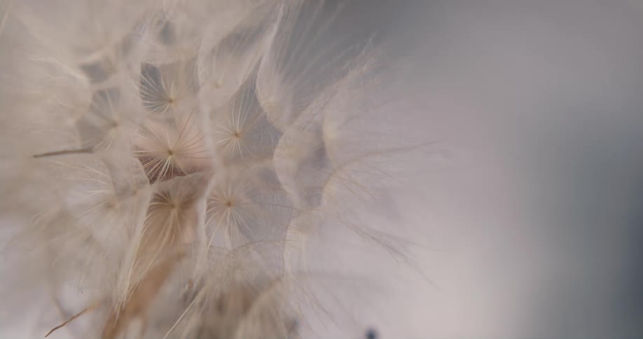 Close up view of a flower is displayed