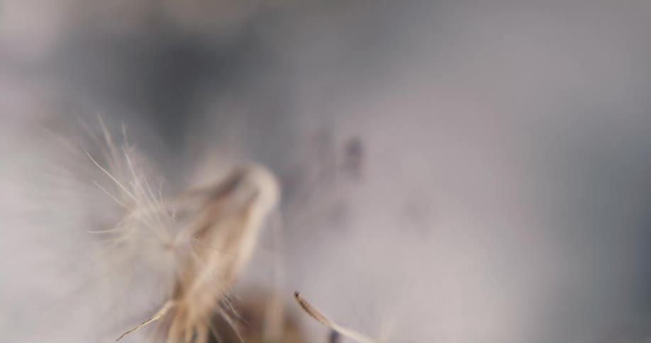Wind blowing the seeds of a dandelion flower outdoors