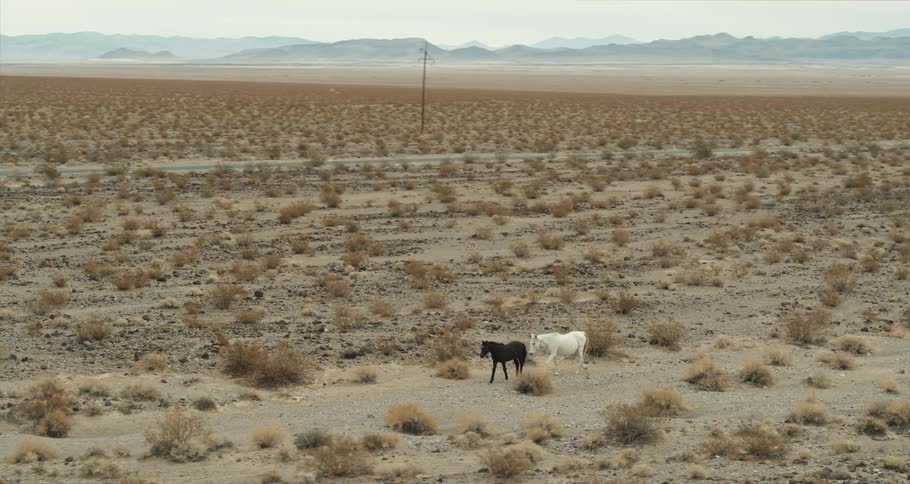 Horses are walking outside in the desert