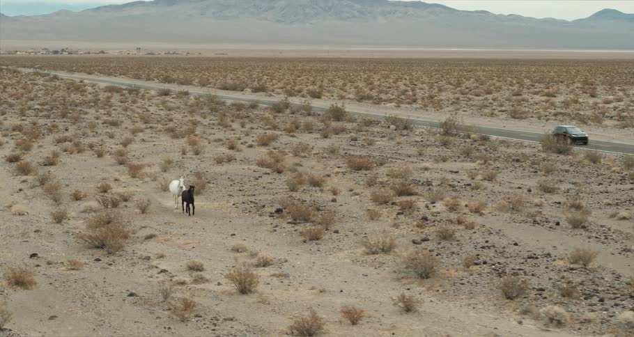 Vehicle drives along highway paralleling two horses trotting through scrub with town and mountains in the background